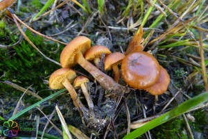 Gymnopilus fulgens (2)